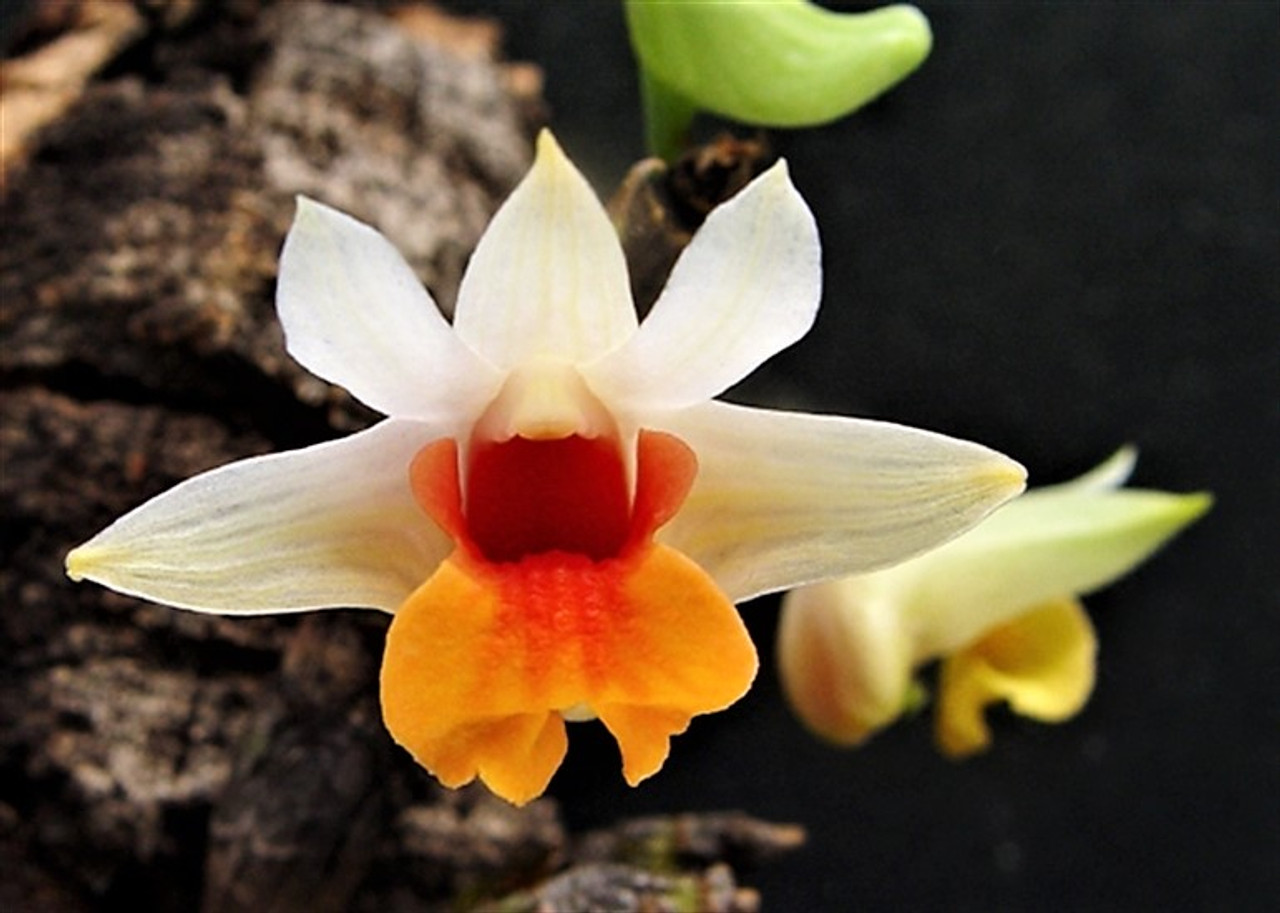 Dendrobium bellatulum